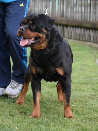 wasco vom rauberweg male rottweiler