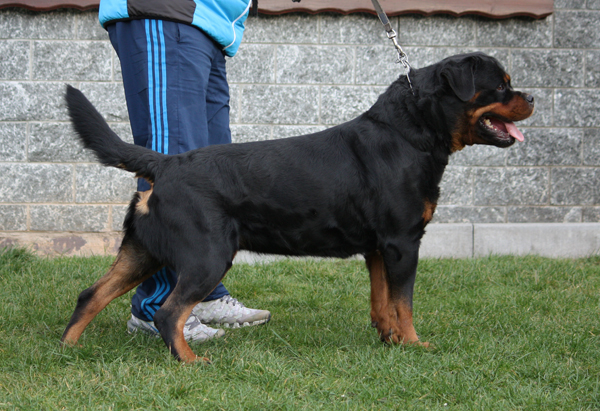 wasco vom rauberweg male rottweiler