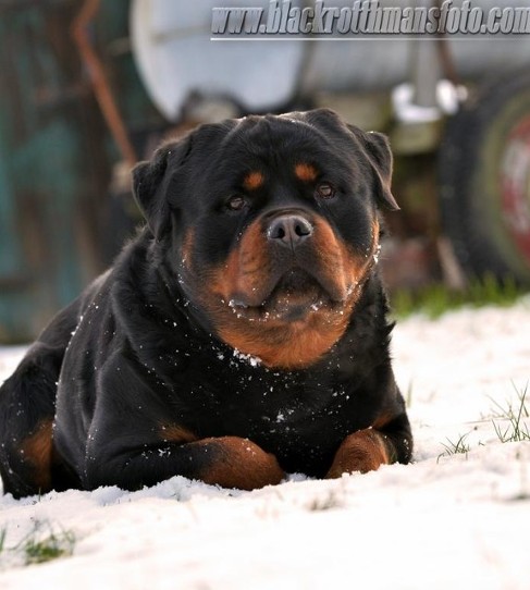 wasco vom rauberweg male rottweiler