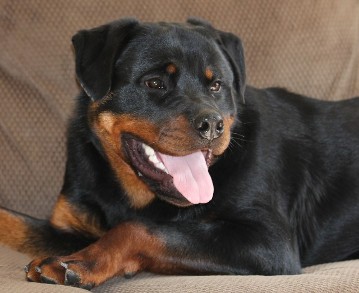 9 month old rottweiler puppy