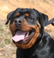 rottweiler dog head