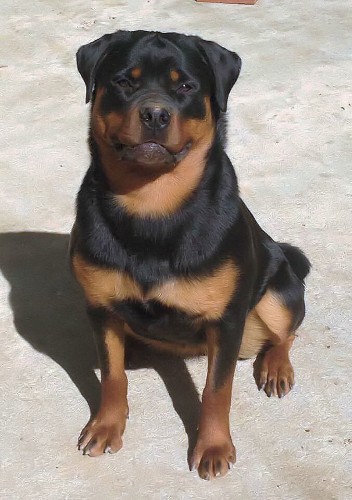 Dakota rottweiler female from lenz von den hassberghohen