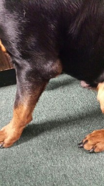 hygroma or false bursa canine dog rottweiler