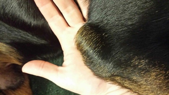 hygroma on a rottweiler dog