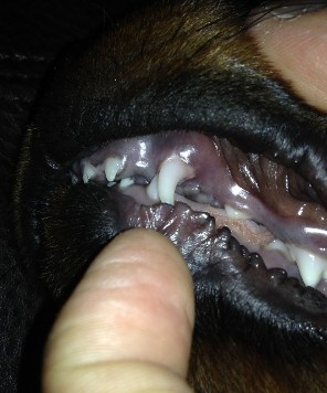 canine dog over bite