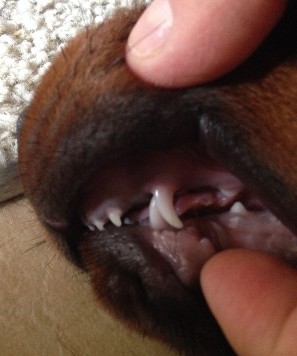 canine dog over bite