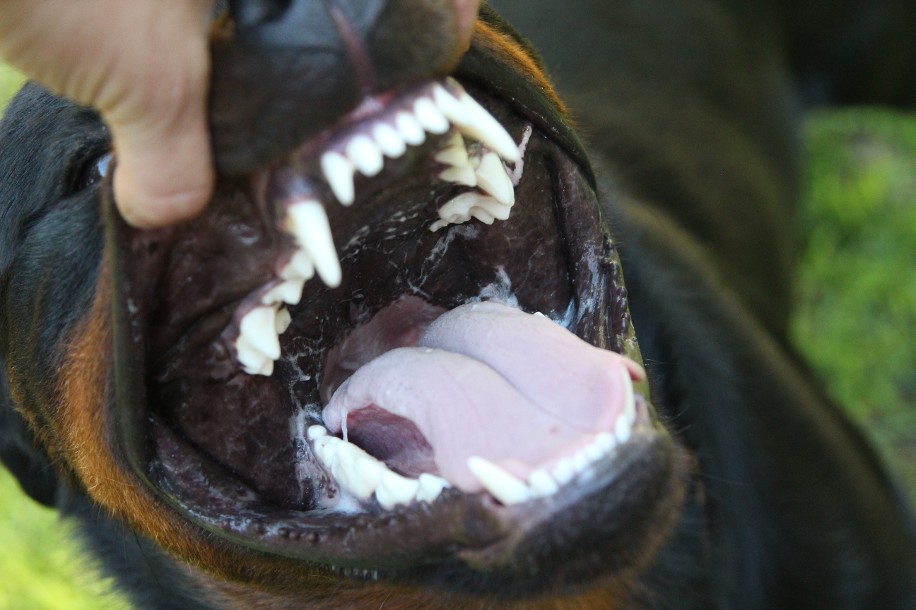 rottweiler teeth