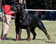 hannial vom dunvanhof rottweiler male
