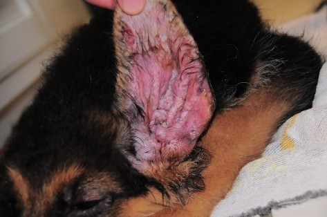 puppy strangles ear swelling