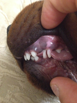 canine dog over bite