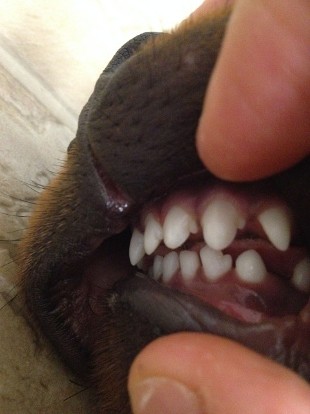 canine dog over bite
