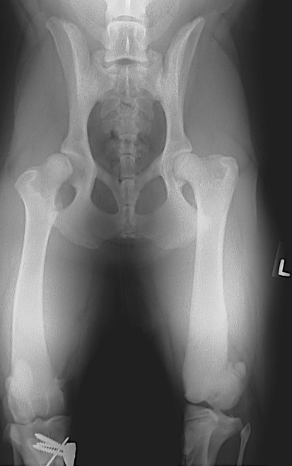 rottweiler puppy hip environmental injury