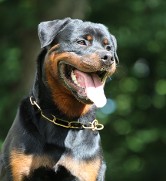 rottweiler dog