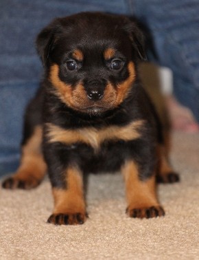 tennessee rottweiler female