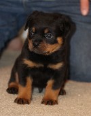 male rottweiler puppy