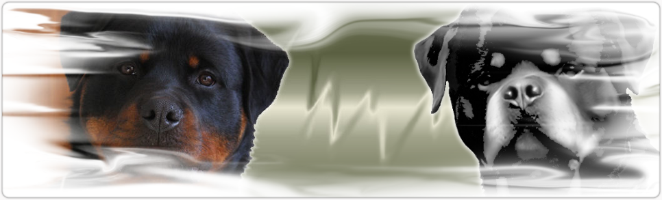 Rottweiler Articles