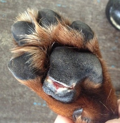 dog hurt paw pad