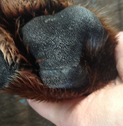 tear dog foot pad healed