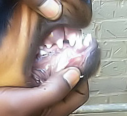 rottweiler underite