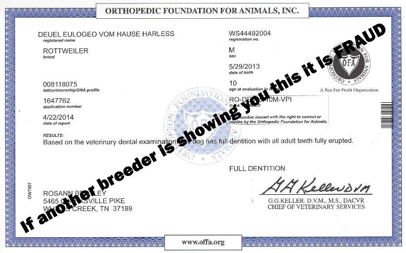 ofa dentition
