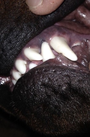 rottweiler underbite