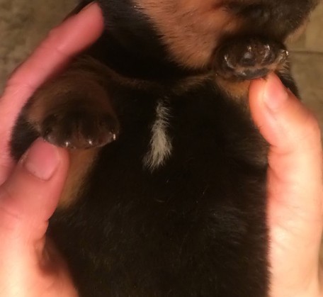 white patch on rottweiler chest