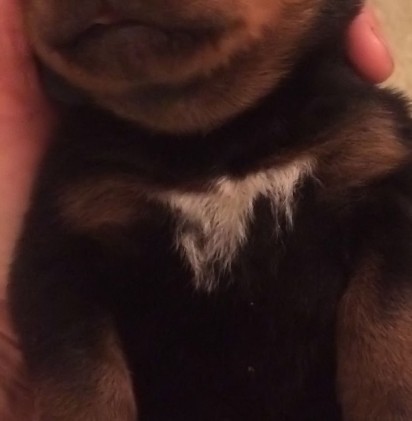 white patch on rottweiler chest