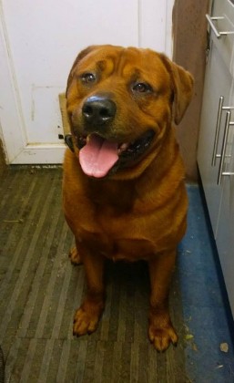 Yellow rottweiler sales