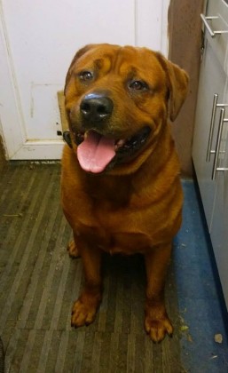 red rottweiler for sale