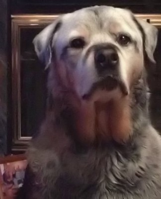 vitiligo rottweiler