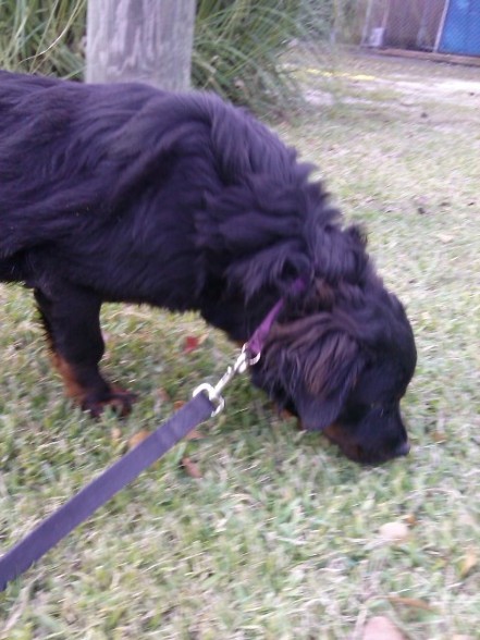 long coat rottweiler