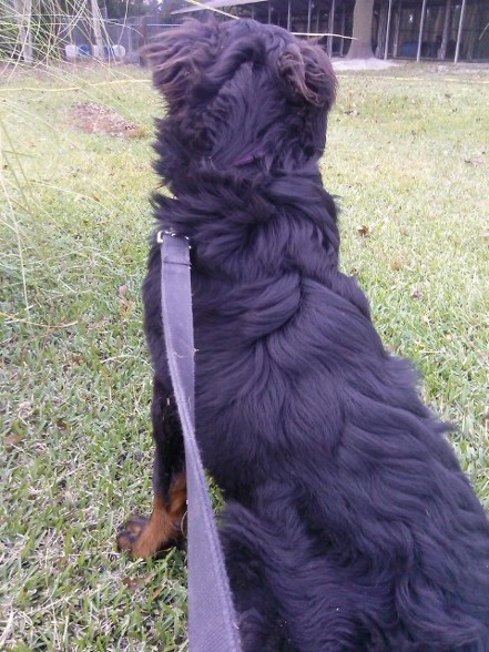 rottweiler incorrect coat