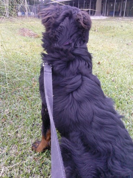 Canine Long Hair trait - Long Hair Gene - Rottweiler Long Hair