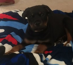 rottweiler male puppy