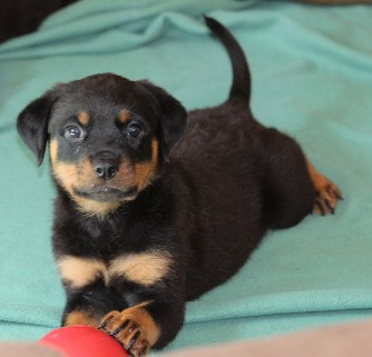 tennessee rottweiler puppy