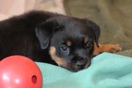 rottweiler puppy ohio