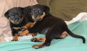 rottweiler puppies ohio