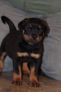 rottweiler puppies for sale in ohio