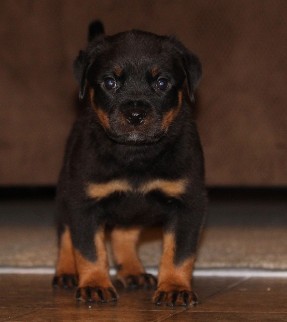 german rottweiler breeders