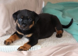 tennessee rottweiler puppy