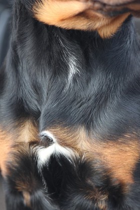 white patch on rottweiler chest