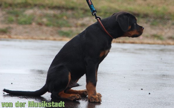 rottweiler male puppy