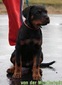akura x Hannibal rottweiler puppy male