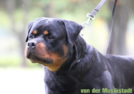 rottweiler stud service in georgia