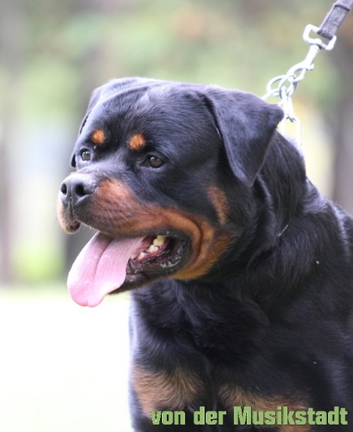 rottweiler stud service in north carolina