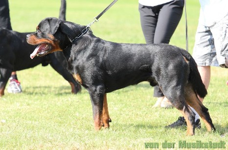 large rottweiler