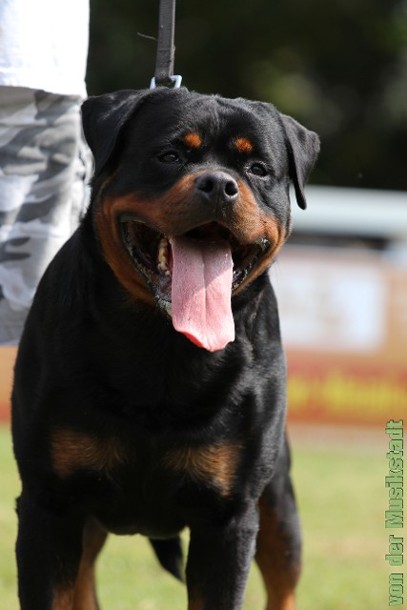 barbossa rottweiler stud male