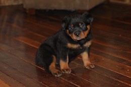 male rottweiler puppy