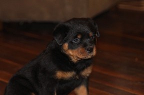 beautiful rottweiler pup