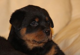 rott pups